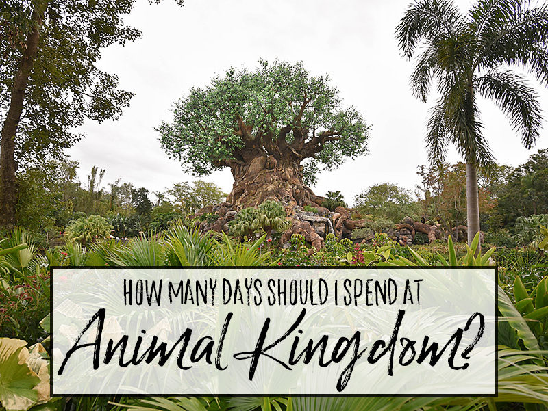 How many days should I spend at Animal Kingdom?